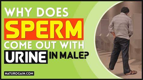 does sperm and pee come out the same hole